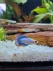 Żwir akwariowy, dolomit 1–4 mm, biały, 2 kg Podgląd zdjęcia produktu 5