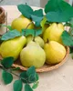 Prunus domestica 'Zwergobst', Terrassenobst, 40 cm Produktbild-Vorschau 6