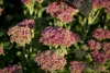 Sedum telephium, Fetthenne, ca. 9x9 cm Topf, sukkulent Produktbild-Vorschau 7