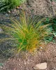 Carex testacea, Neuseeländisches Segge, orange-braun, ca. Produktbild-Vorschau 10