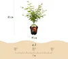 Japonský javor Acer palmatum Orange Dream, výška 70cm, Náhľad obrázku produktu 5