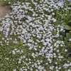 Bodendecker - Blauer Bubikopf - Isotoma fluviatilis - 9cm Produktbild-Vorschau 5