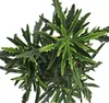 Kalanchoe "Spider" - im 12cm Topf Produktbild-Vorschau 2