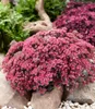 BALDUR Garten 2x Sedum Sun Sparkler® Sedoro Blue Elf, Produktbild-Vorschau 3