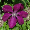A close-up view of a vibrant purple clematis flower with green leaves and brown mulch in the background. Produktbild-Vorschau