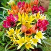 Cibule tulipánů, mrazuvzdorné, víceleté – botanická směs – Náhled obrázku produktu 1