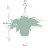 Humata tyermannii Bärenfußfarn Ø 17 cm - Höhe 20 cm - Produktbild-Vorschau 7