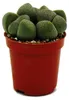 Pleiospilos nelii – Living Stone – Living Granite – im Produktbild-Vorschau 4