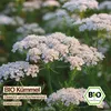 Samenliebe  Kümmel Samen | Küchenkraut - winterhart & Produktbild-Vorschau 4