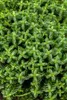 Hebe 'Cobb Valley', Strauchveronika, kompakt, 10–15 cm Produktbild-Vorschau 1