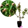 Mespilus Germanica 'Nottingham', Mispel, 5-Liter-Topf Produktbild-Vorschau 1