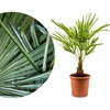 Meine Orangerie Hanfpalme Trachycarpus - Winterharte Palme Produktbild-Vorschau 1