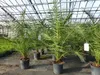 Palme 90-120 cm, Phoenix canariensis, kanarische Produktbild-Vorschau 4