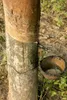Gummiboom (Hevea brasiliensis) - 2 stuks Productafbeelding-voorbeeld 2
