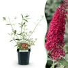 Green boutiQ - Tuinplant - Buddleja davidii Royal Red - Voir les images du produit 2