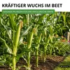 Zuckermais Golden Bantam Samen - Zea mays - Zuckermaissamen Produktbild-Vorschau 6