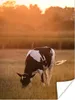 MuchoWow® Poster Kuh - Sonne - Tiere 90x120 cm - Wohnzimmer Produktbild-Vorschau 1
