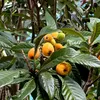 Eriobotrya japonica 'Tanaka', niesplik japoński, wysokość Podgląd zdjęcia produktu 2