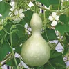 Buzzy Ornamental Calebasse Birdhouse bottle Graines - Voir les images du produit 2