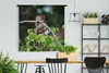 MuchoWow® Wandteppich Wandbehang Baby - Affe - Äste 120x120 Produktbild-Vorschau 2