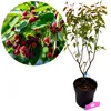 Amelanchier lamarckii, ríbezľa, viackmenná, 3-litrový Náhľad obrázku produktu 1
