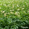 Phytophthora-Konzentrat - 1000 ml für 1000 m2- Organifer Produktbild-Vorschau 7