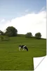 MuchoWow® Poster Kuh - Tier - Landschaft 60x90 cm - Produktbild-Vorschau 1