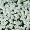 6 x Iberis sempervirens « Weisser Zwerg »  | Pot 9 cm x 9 Voir les images du produit 1