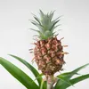 Ananaspflanze - Ananas comosus 'Mi Amigo' - Höhe 35-45cm - Produktbild-Vorschau 4