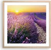 Gerahmtes Poster - Rahmen in heller Eiche - Feld Lavendel Produktbild-Vorschau 1