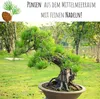 Außergewöhnliche Bonsai Samen mit hoher Keimrate - Pflanzen Produktbild-Vorschau 4
