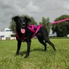 Dingo Hundegeschirre Sled Große L Farbe Rosa Zuggeschirr Produktbild-Vorschau 8