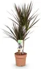 Dracaena Magenta Drachenblutbaum 17cm 70-80cm pflegeleicht Produktbild-Vorschau 1