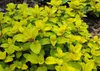 SAFLAX  - Origan - 600 graines - Origanum Voir les images du produit 6