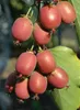Kiwi Weiki weiblich, kräftig wachsende Kletterpflanze, 1L Produktbild-Vorschau 7