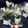 Kolibri Orchids | COMBI DEAL von 2 weißen  Produktbild-Vorschau 4