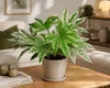 Fatsia japonica 'Spiderweb' 30–40 cm – Gevlekte Productafbeelding-voorbeeld 3