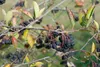 Aronia prunifolia 'Nero', Apfelbeere, schwarz, 40–60 cm Produktbild-Vorschau 2