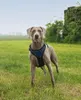 lionto Harnais pour chien anti-traction, harnais en Y Voir les images du produit 2