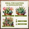 Green Home Kakteen & Sukkulenten Erde 72L mit Perlit. Produktbild-Vorschau 4