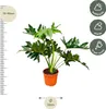 Stromový přítel Philodendron Selloum – 60 cm – Ø22 cm – Náhled obrázku produktu 2