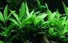 Aquarium Pflanze Hygrophila Siamensis 53B Wasserpflanzen Produktbild-Vorschau 1