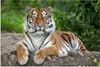 MuchoWow® Poster Tiger - Natur - Steine 120x80 cm - Bilder Produktbild-Vorschau 1