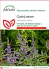 SAFLAX - cudný strom - Vitex agnus-castus - 30 Semena Náhled obrázku produktu 1