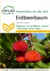 Artikelbild 1 von 'Erdbeerbaum' aus der Kategorie Exotische Samen Produktbild-Vorschau