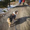 Non-stop dogwear Hundeleine Bungee Touring Leash schwarz, Produktbild-Vorschau 7