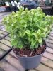 Lavendelheide - Traubenheide Curly Gold - Leucothoe Produktbild-Vorschau 2