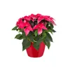 elho brussels Diamond Rund 20cm Übertopf - lovely rot Produktbild-Vorschau 11