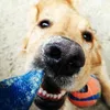 A close-up shot of a dog playing with a toy. Produktbild-Vorschau