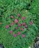 A close-up view of a small, flowering plant with dense green foliage and clusters of pink flowers. Produktbild-Vorschau